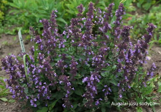Faseno katžolė (Nepeta faassenii) 'Cat's Meow'